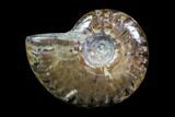 Iridescent, Red Flash Ammonite - Madagascar #82426-1